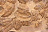 Plate Of Large Asaphid Trilobites - Spectacular Display #133243-6